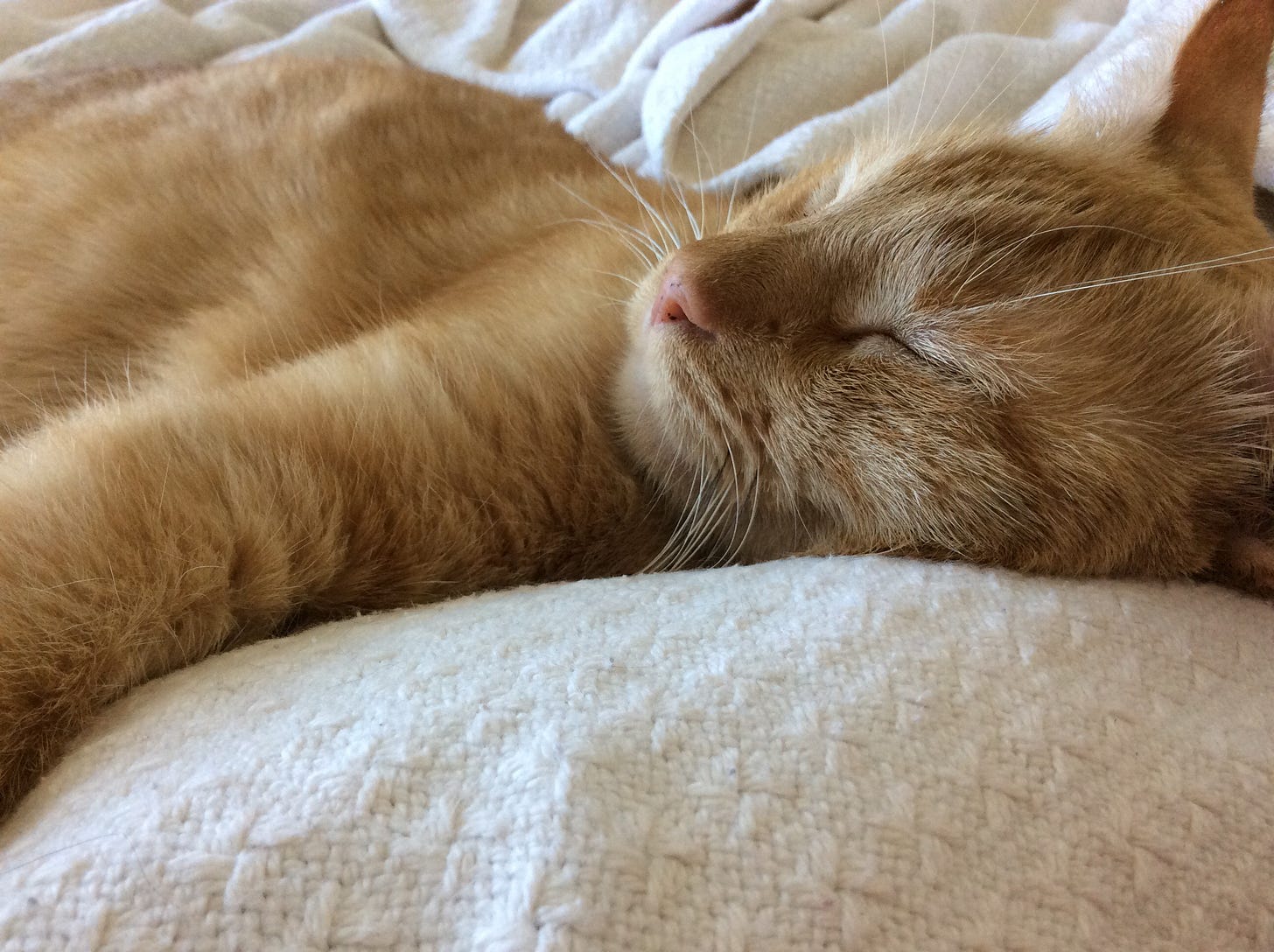 sleeping orange cat on bed