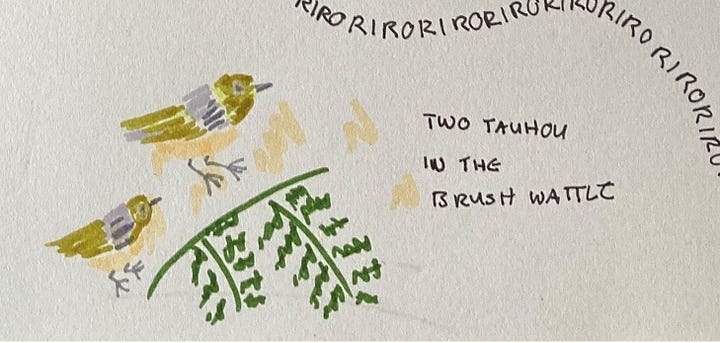 Drawings of kererū and two tauhou