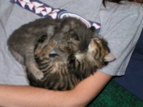 Kali Chase Yin Yang Raising Young Kittens Kali Chase Yin Yang Raising Young Kittens