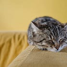 Melatonin: Everything You Need to Know