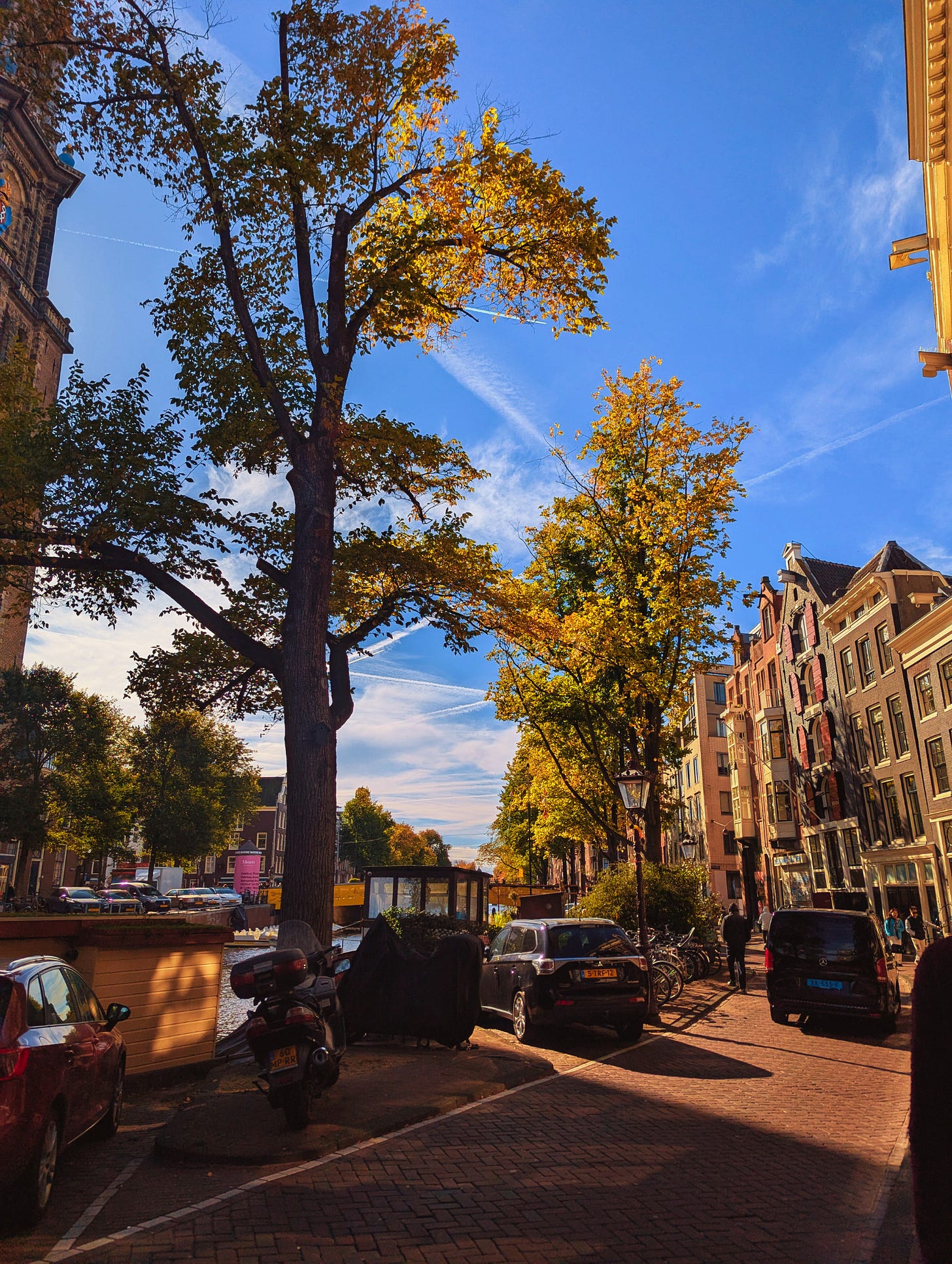 Amsterdam tree and a clear blue sky from Never Lost Letters