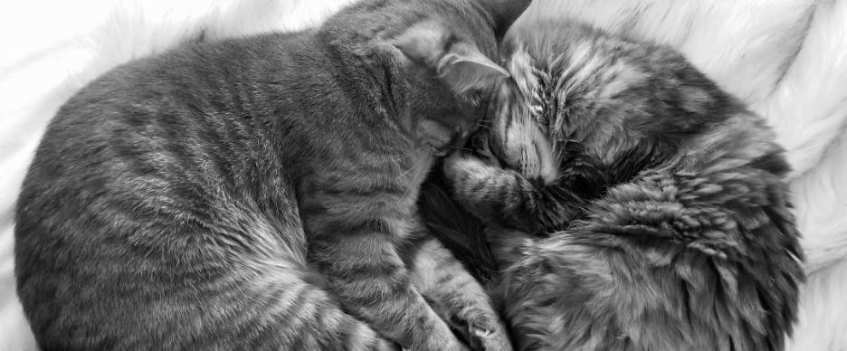 Black and white photo of two cats curled up together sleeping on a bed. 