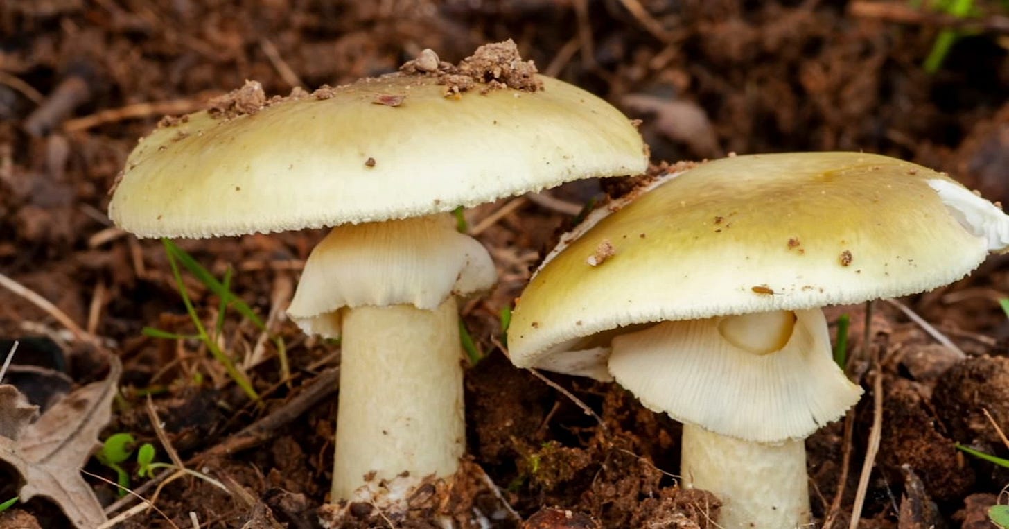 California warns against foraging wild mushrooms after deadly poisoning outbreak - ABC11 Raleigh-Durham California warns against foraging wild mushrooms after deadly poisoning outbreak - ABC11 Raleigh-Durham