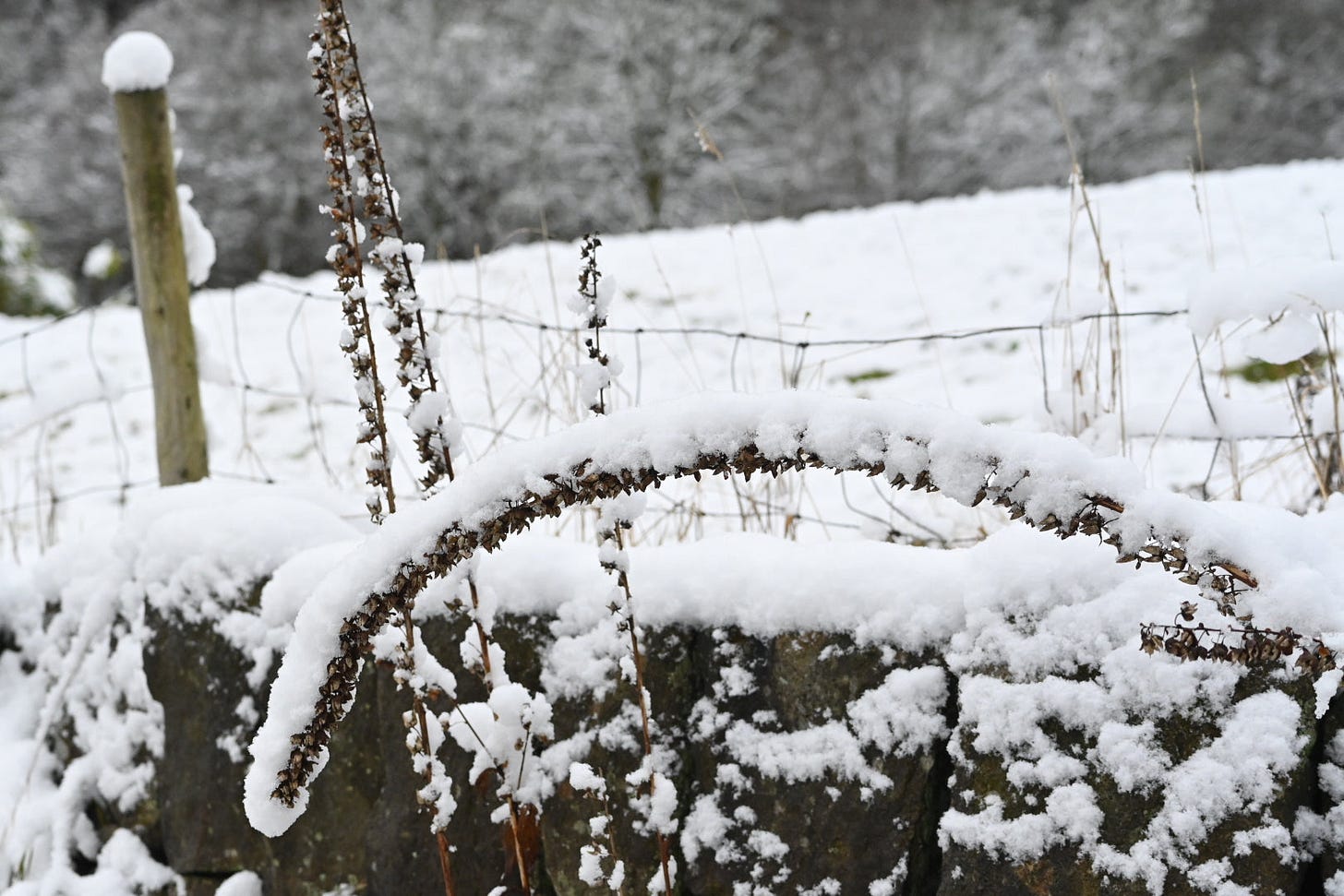 foxglove seed heads in snow