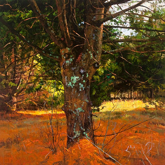 In the Garden, oil, 36 x 36, Peter Fiore painting of pine tree by Peter Fiore