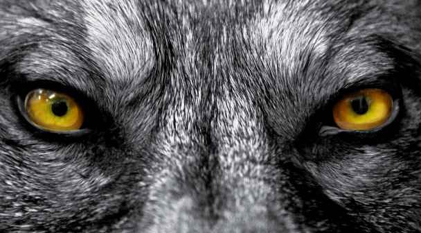 Ulven kommer - også i sproget - Kristeligt Dagblad