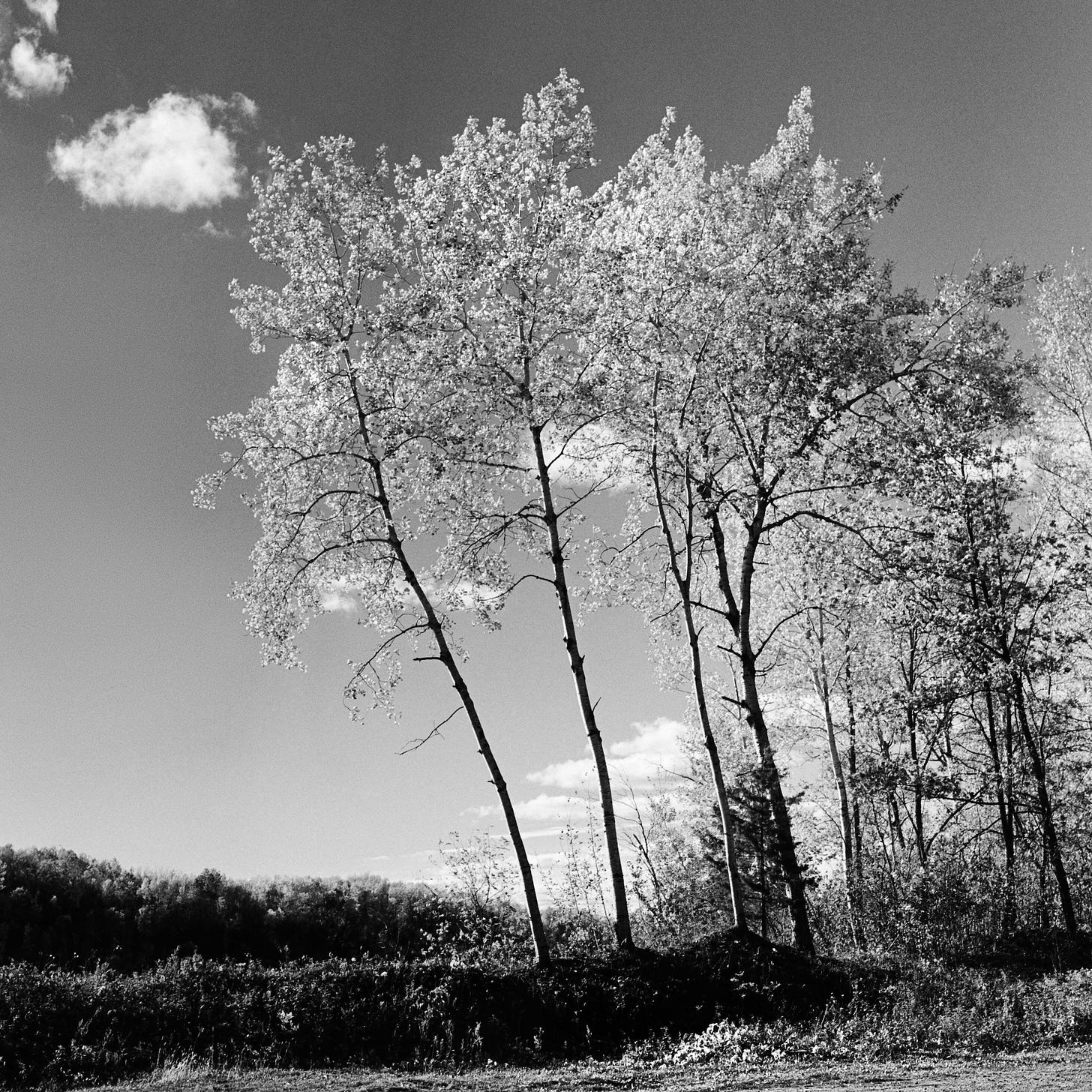 Trees on the shore