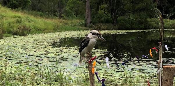 A bird standing on a stick in a pond
AI-generated content may be incorrect.