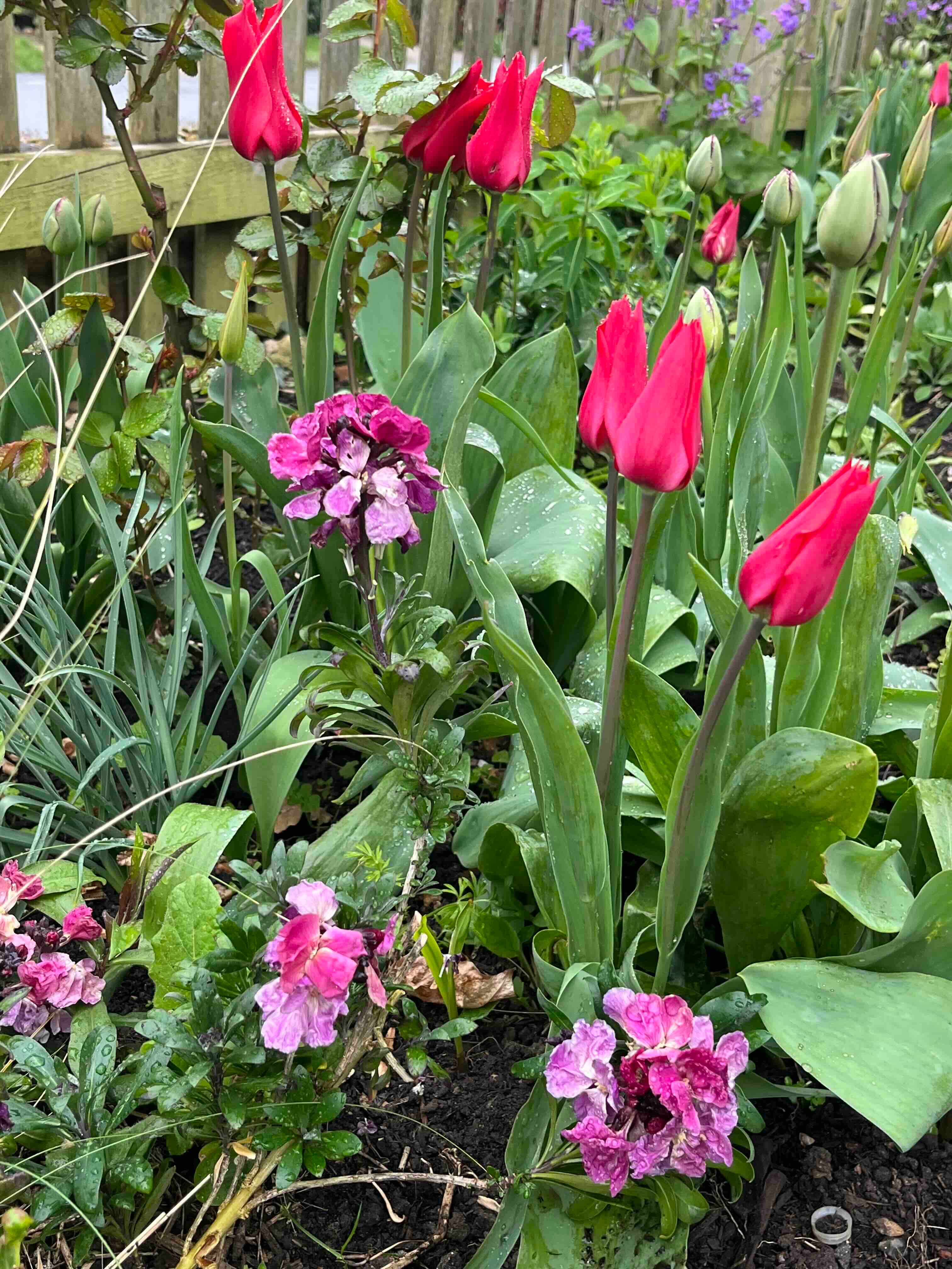 Old fashioned wallflowers - by Clare Foster - Bud to Seed