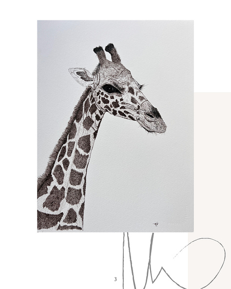 wildlife portraits, ink on paper