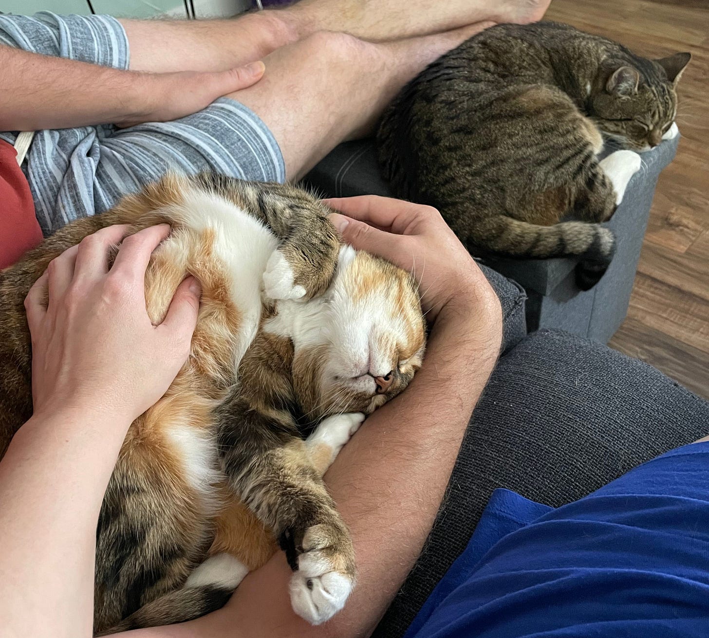 Bird and Dodo are curled up on the couch with their humans. Bird is getting belly rubs. Bird and Dodo are curled up on the couch with their humans. Bird is getting belly rubs.