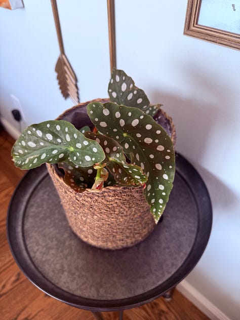 A gallery of photos of plants, mostly with terrible lighting due to a healthy dose of sunshine backlighting all of them. Nice plants, though.