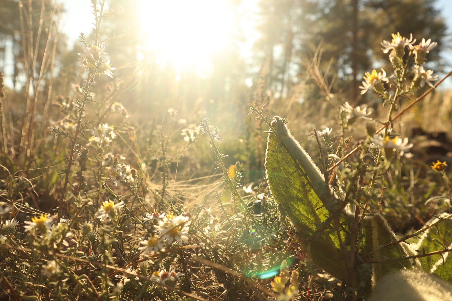 A close up photo of wild flowers lit up by the setting sun