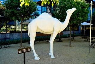 Hall - Camel Hall - Camel