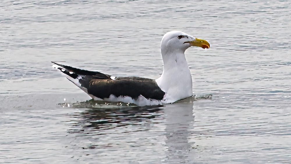 Great Blck-backed Gull (Photo: Iles-de-la-Madeleine) Great Blck-backed Gull (Photo: Iles-de-la-Madeleine)