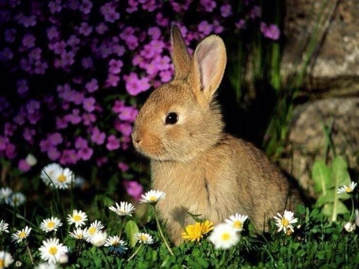 Bunny and Flowers Bunny and Flowers