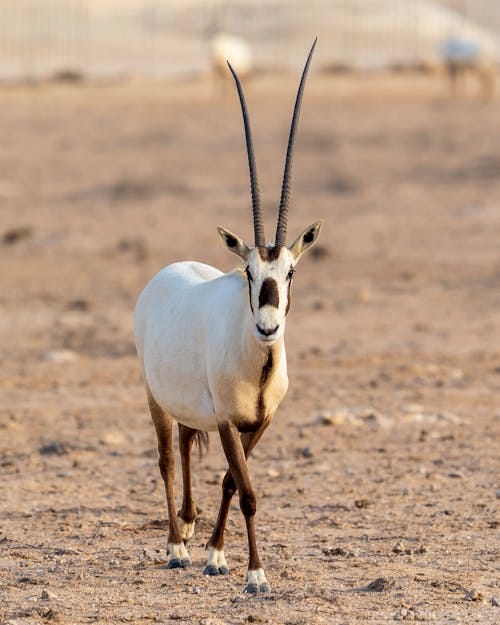 Free Antelope with long horns walking on ground in nature Stock Photo