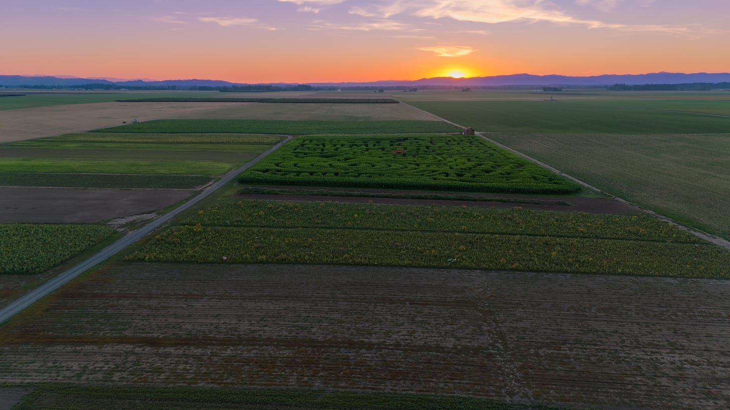 Sunset drone photo of bright orange sky and overhead view of corn maze