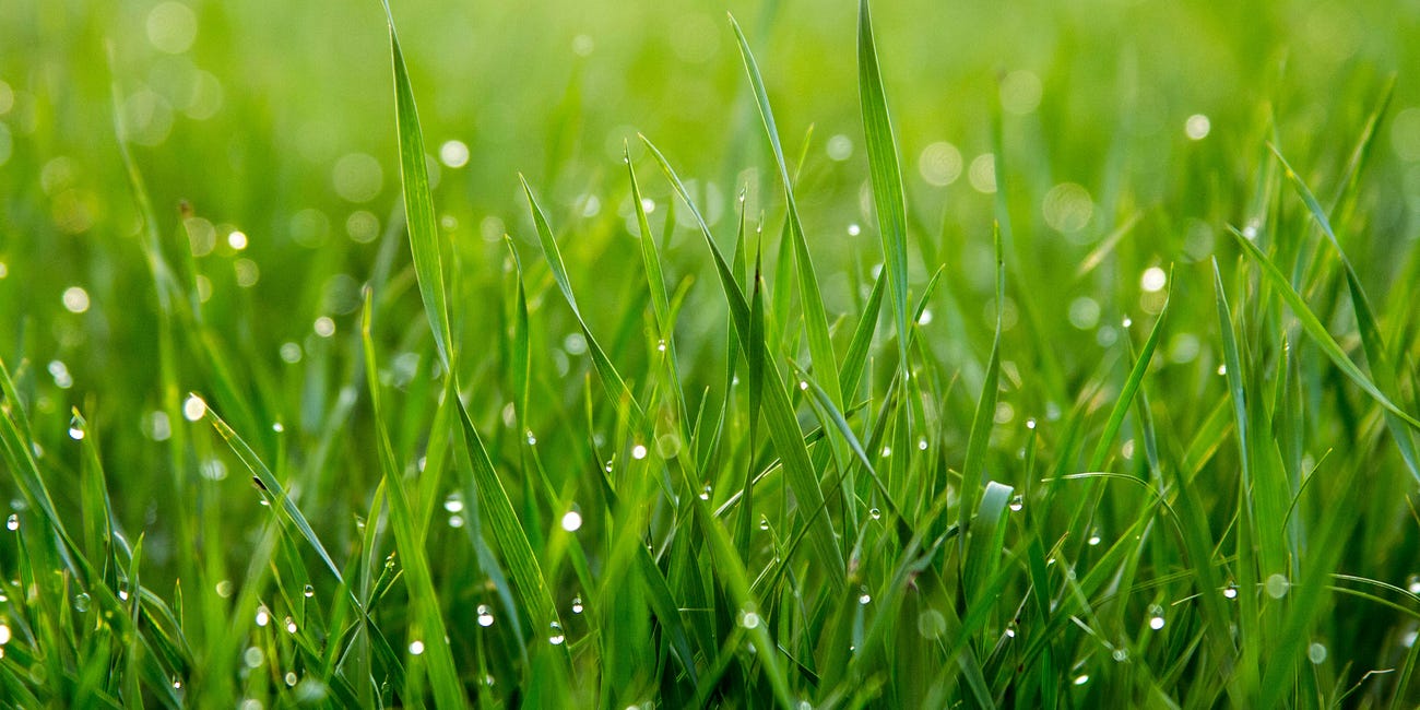 Touch Grass
