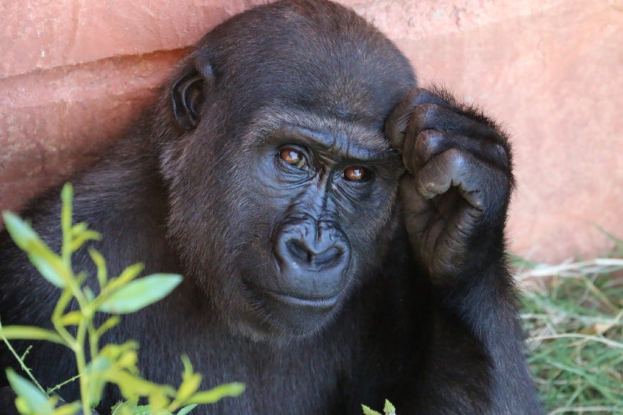Thinking gorilla.