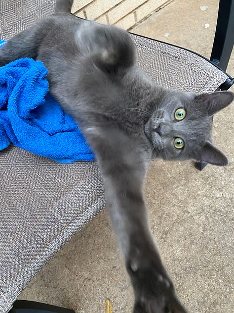 Photos of Skittles, the feral neighborhood cat.