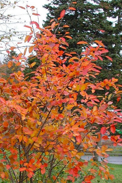 Five pictures, all shrubs in fall foliage.