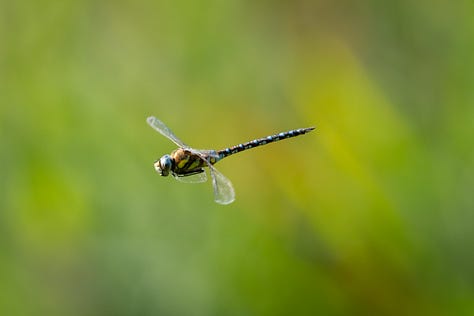 Three photos of dragonflies – one blue one in flight, a red one on a reed and a drab grey one with red eyes on an ear of grass seeds