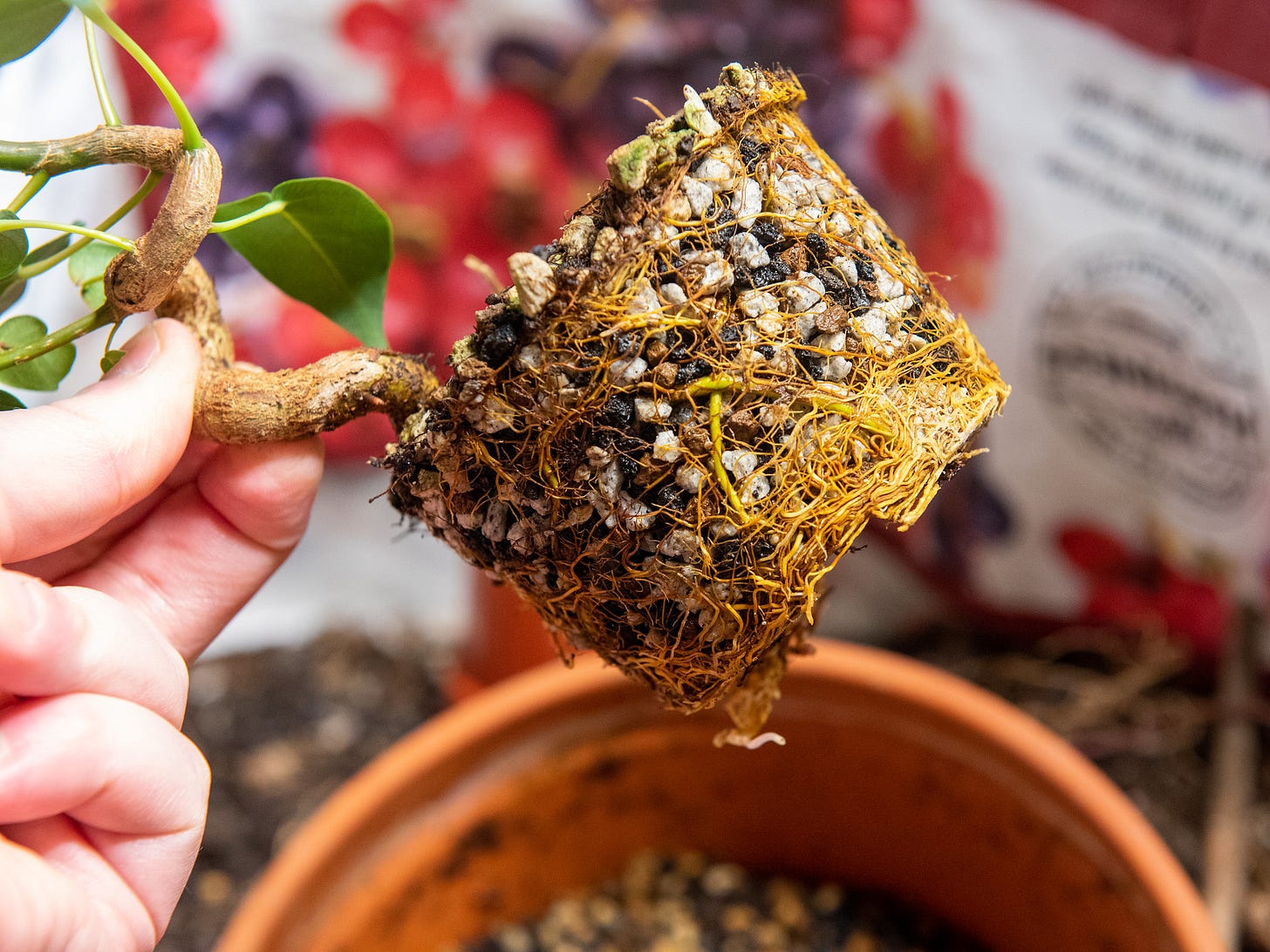 ID: Ficus religiosa roots