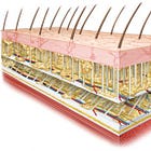 How the Tension-Charge model applies to the body: Part 1 An Overview