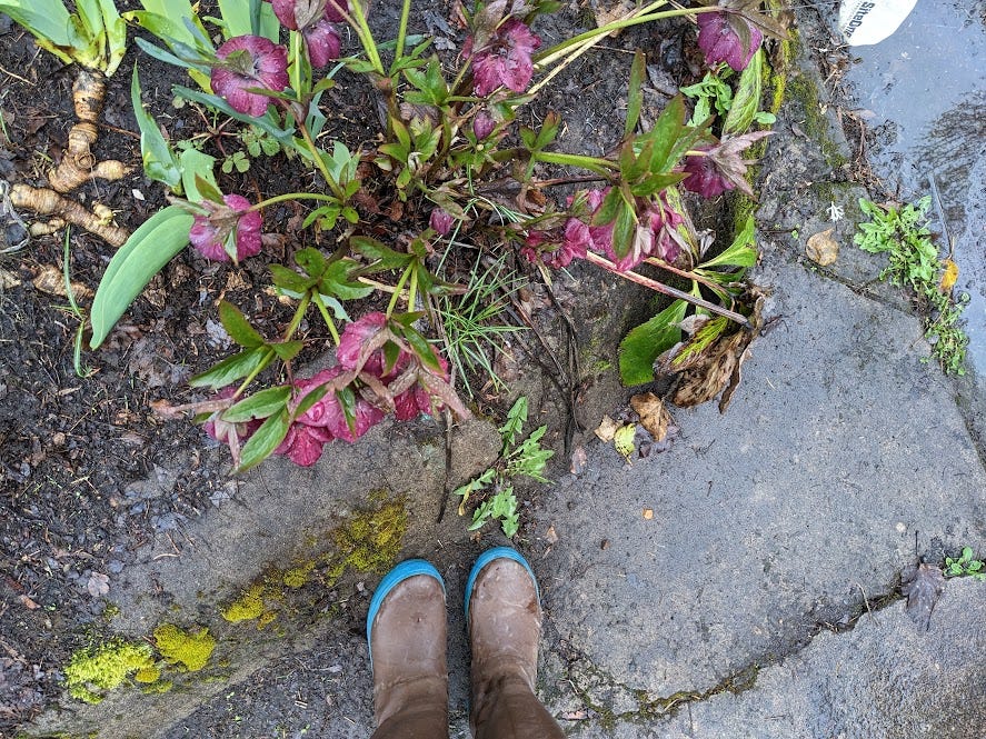 xtratuf boots with spring blossoms