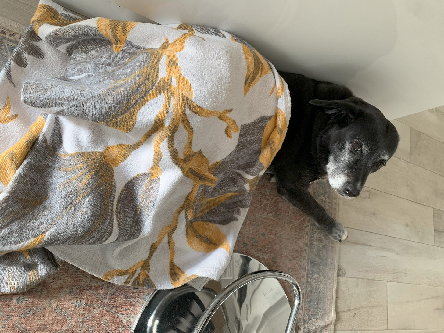 Black dog laying on rug, covered by floral blanket