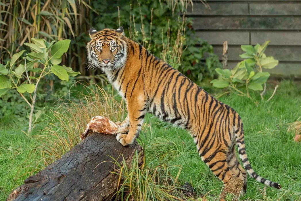 Sumatran tigers | London Zoo