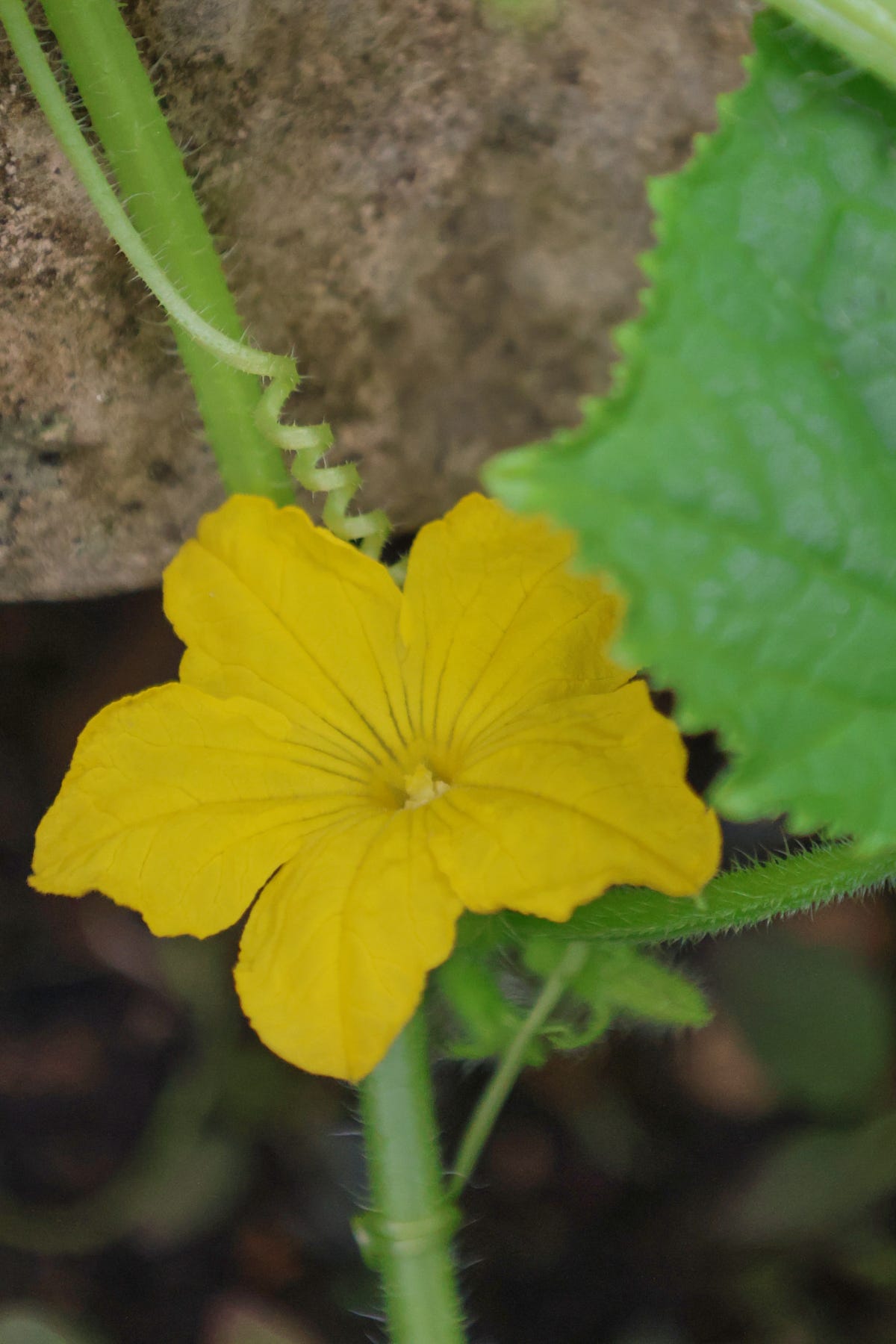 a cucumber vine and flower