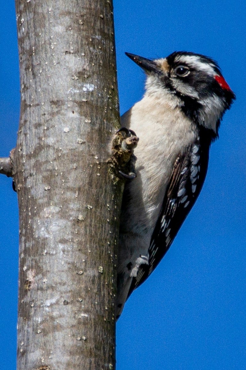 downy-woodpeckers-north-americas-smallest-woodpecker