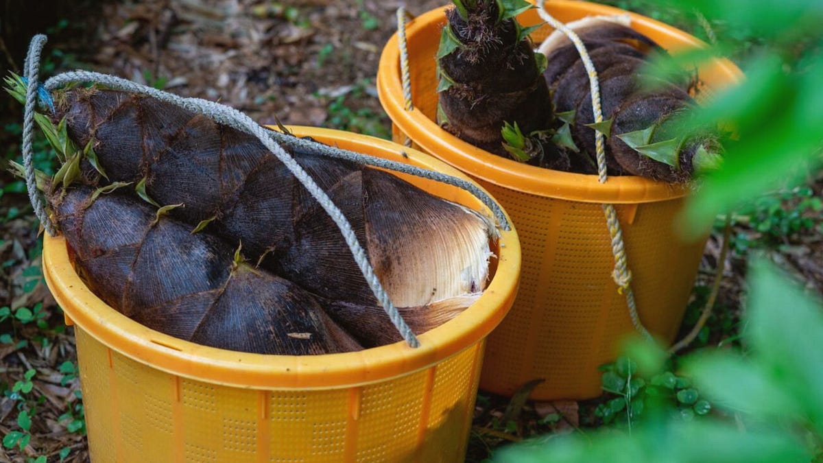 1204c156-d0fe-4138-b938-