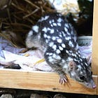 Northern quoll heads home after surprise Brisbane detour