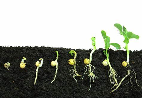 How Does A Seed Grow Into A Plant?