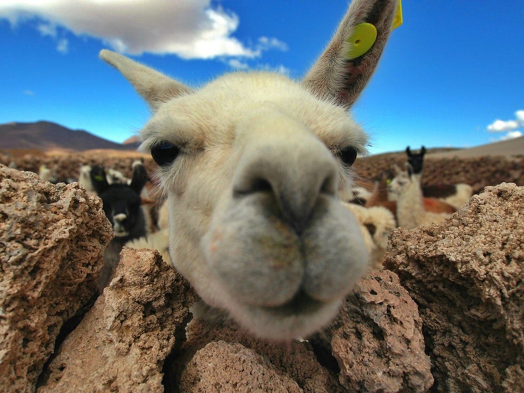 Llama