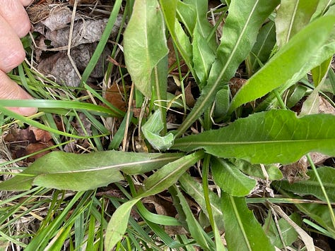 1 Dandelion left, 2 chicory middle, and 3 wild lettuce, right.
