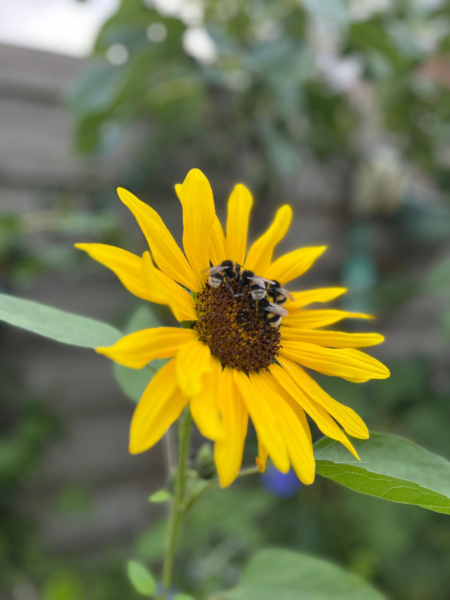 permaculture gardening workshop