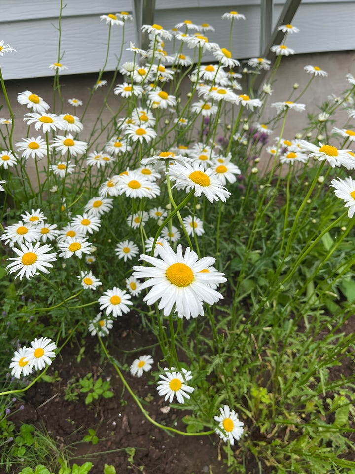 A series of four photos. Two are of my open hand holding rusty screws i've picked up off the ground. Another is a loaf of sourdough bread. Another is a smattering of daisies from the garden