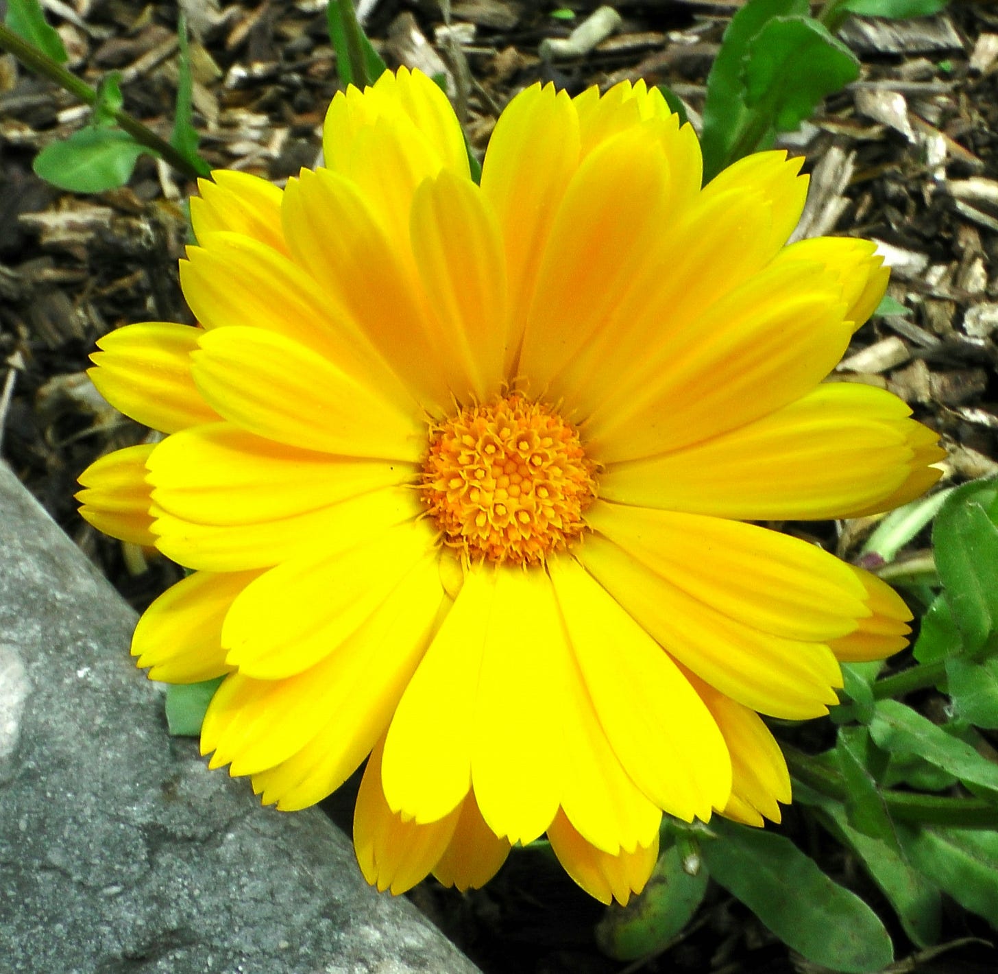 Yellow Spring Flower Free Stock Photo - Public Domain Pictures