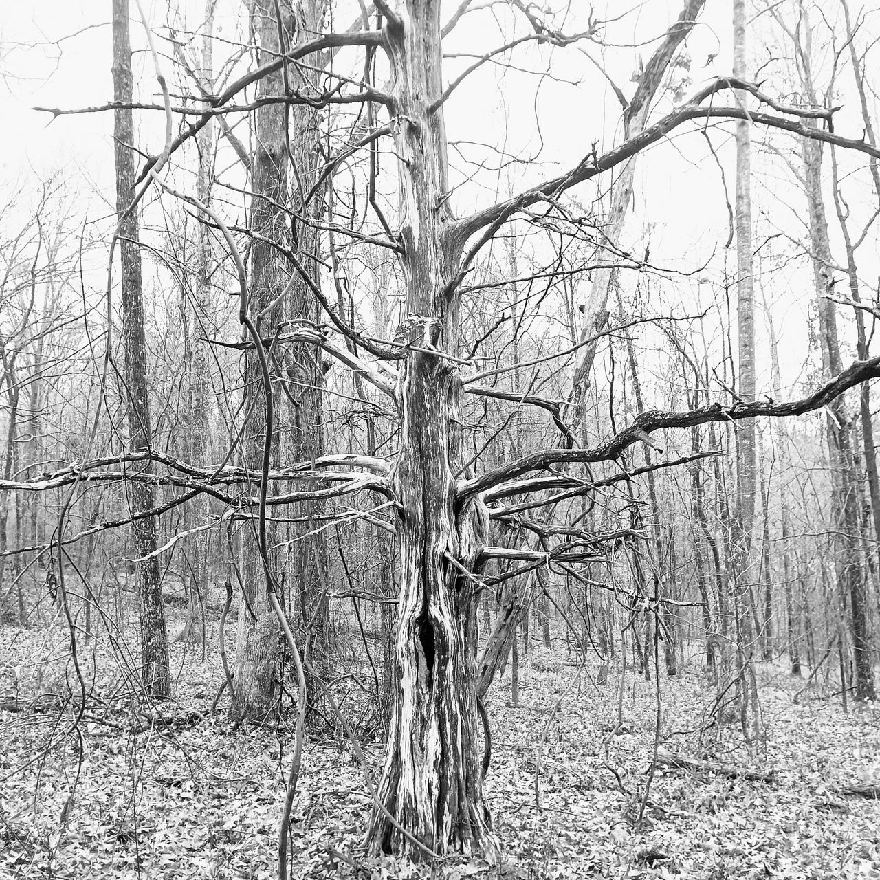 Spirits, Spooks, and Sanity