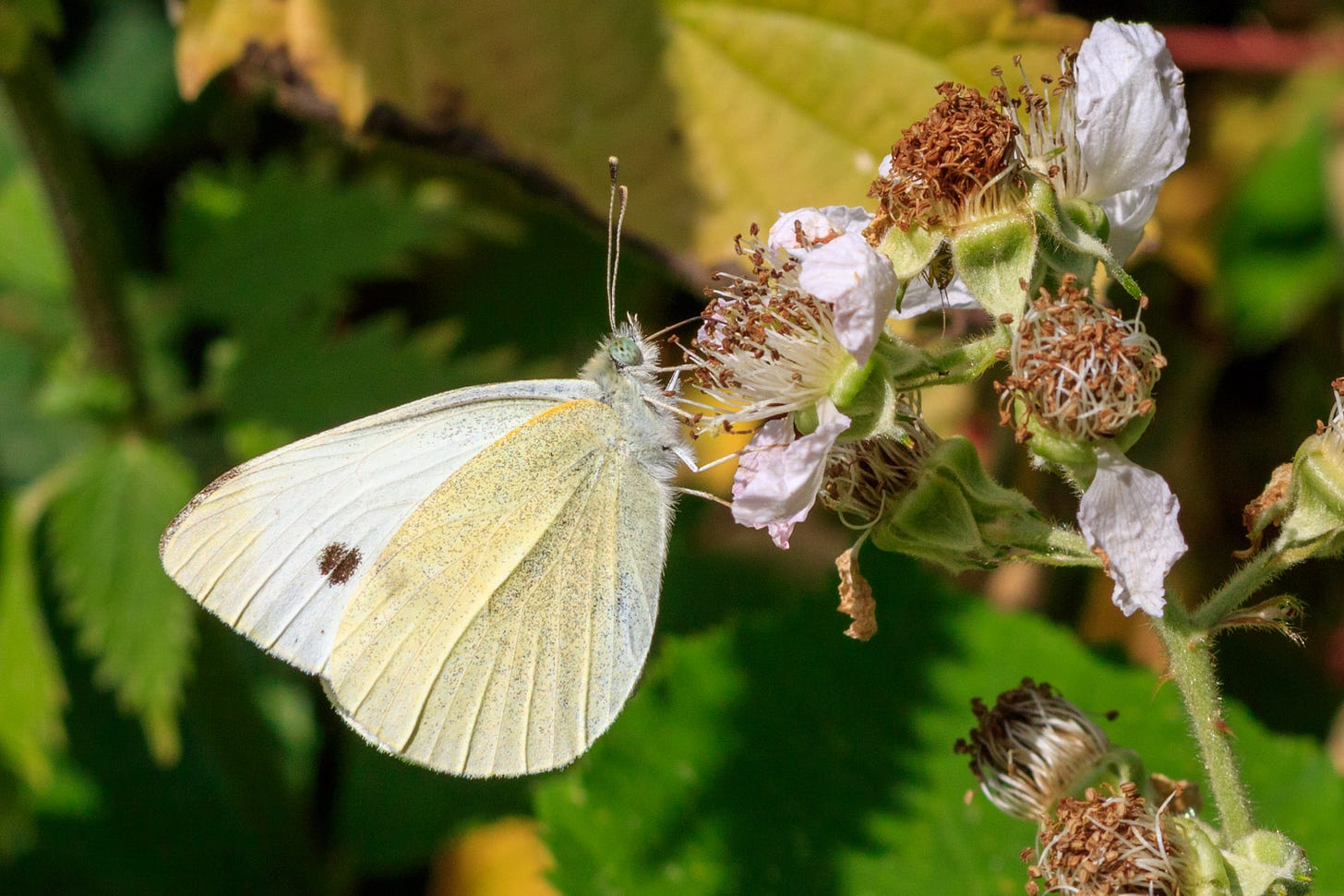 Small white butterfly feeding on bramble flowers © Felicity Martin