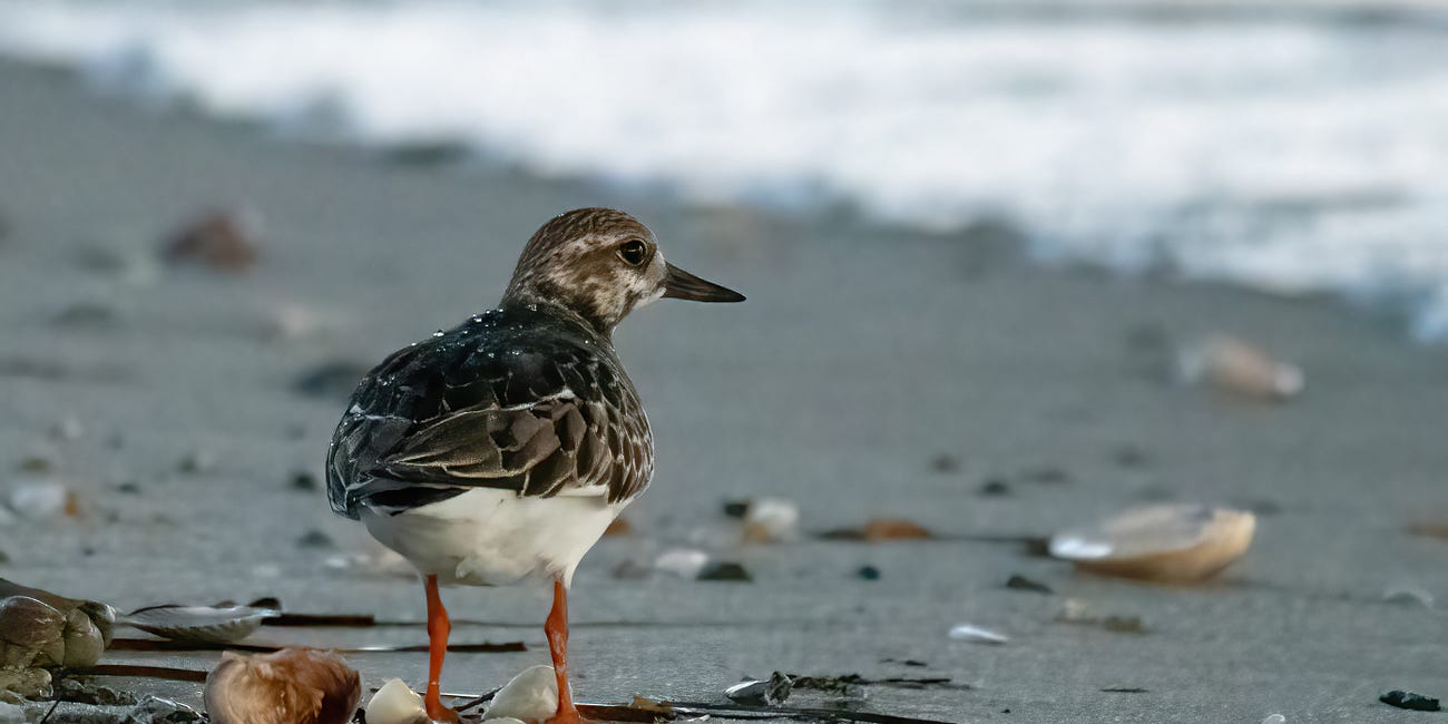 The Morning of Ruddy Turnstones