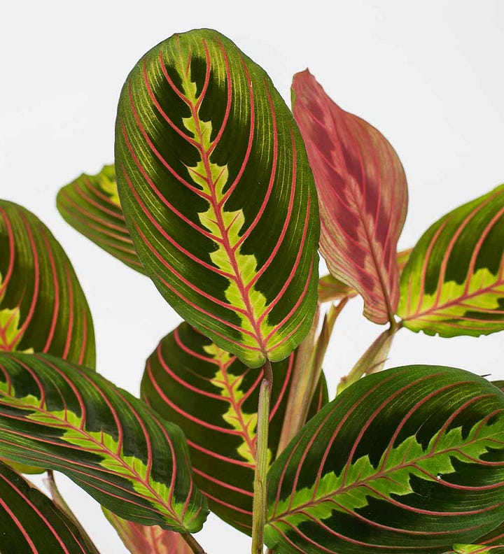 Popular members of the Marantaceae