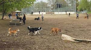 Dog owners keep three canines apart as off-leash areas open - Streeter