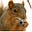 Squirrel's avatar