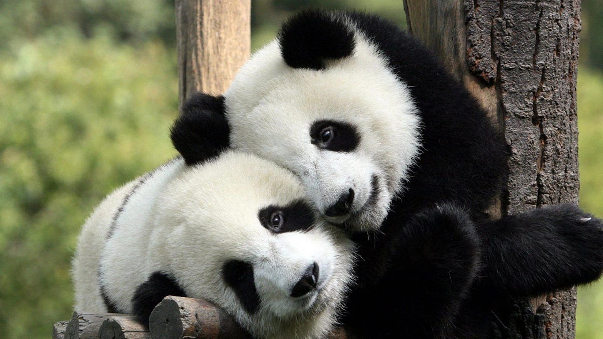 Panda Bonding By Markandeya Karthik Markonomics panda-bonding-by-markandeya-karthik-markonomics