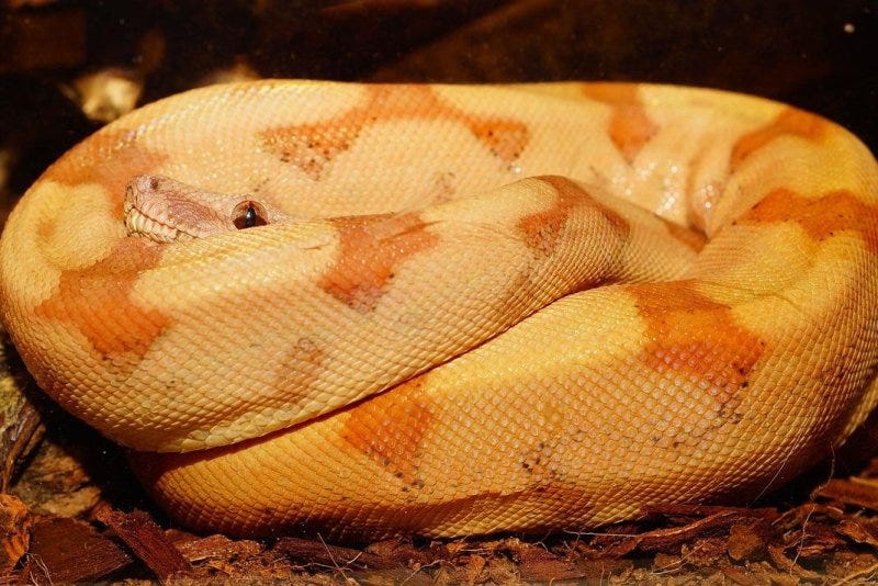 A friendly boa constrictor was found wandering loose in a Paducah, Ky., neighborhood. Photo by Kapa65/Pixabay.com